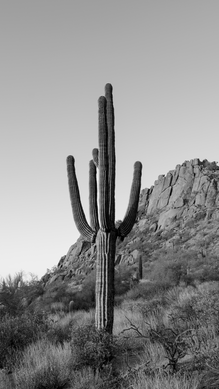 Arizona Saguaro