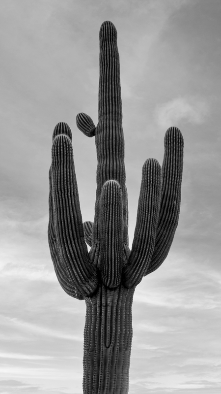 Giant Saguaro