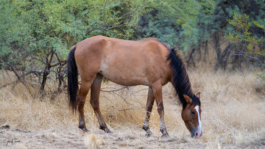 Lone Ranger