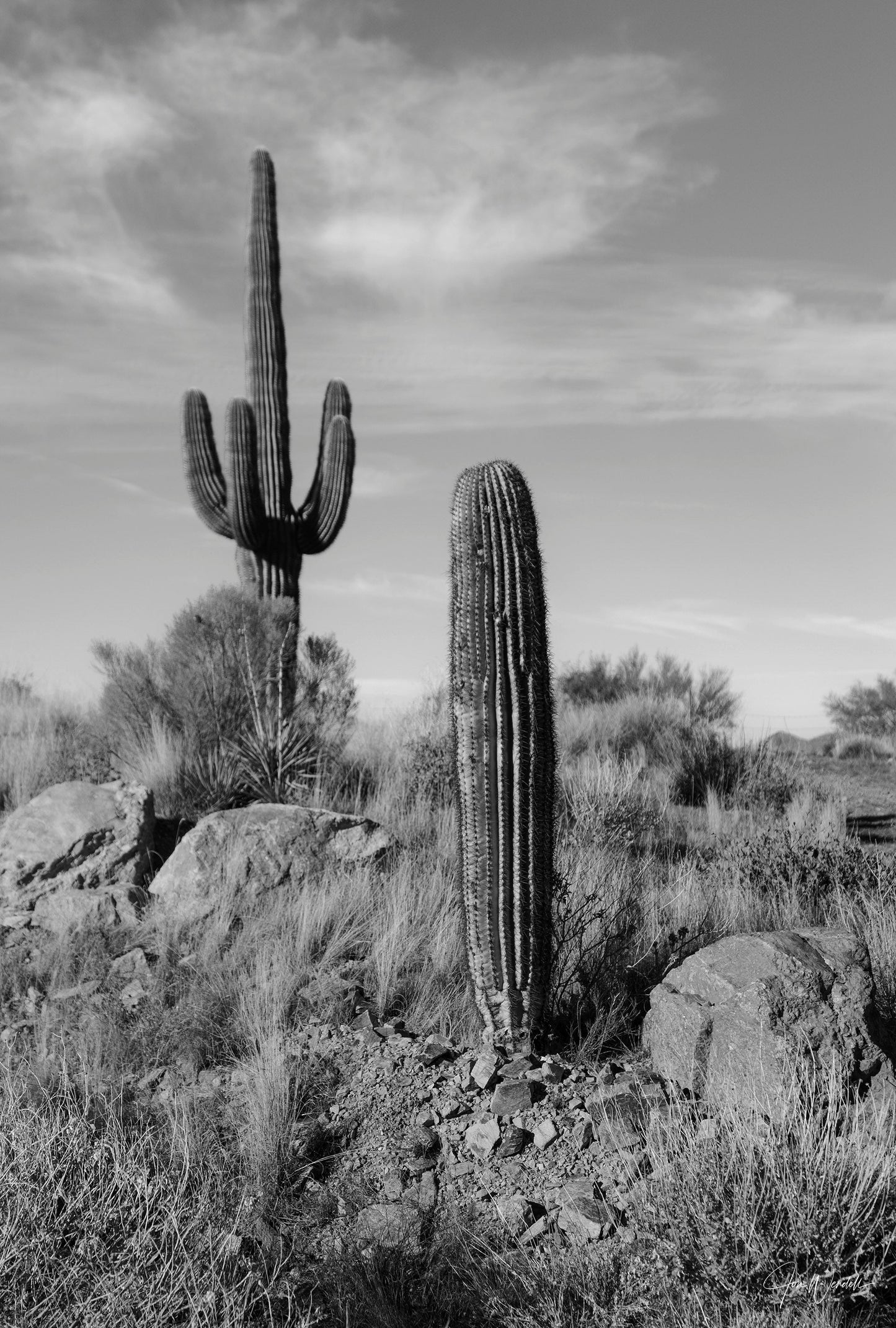 Saguaro